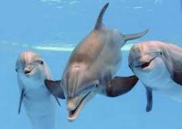 Стаття Заради дельфінів: на Одещині розширять акваторію національного парку Ранкове місто. Крим