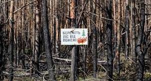 Стаття 9 тисяч нових саджанців: як відновлюються ліси Донеччини та які існують проблеми Ранкове місто. Крим