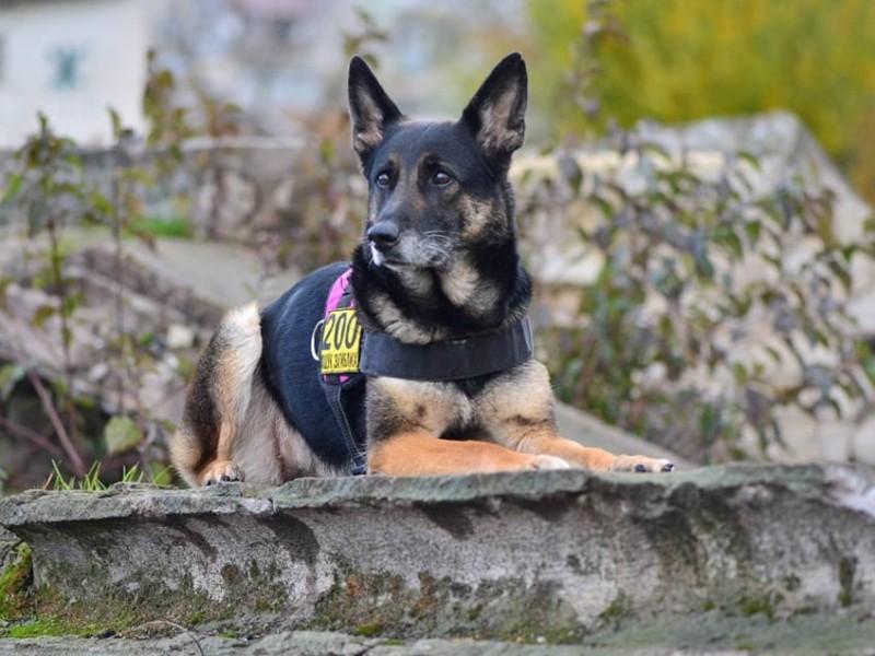 Стаття Зооактивісти зібрали кошти на авто та спорядження для собак-рятувальників Ранкове місто. Крим