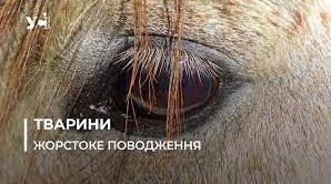 Стаття «Він не жирував»: під Одесою жінка заморила коня голодом до смерті (фото) Ранкове місто. Крим