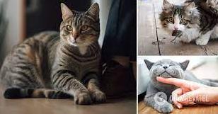 Стаття Як дякують коти: достатньо просто спостерігати за поведінкою Ранкове місто. Крим