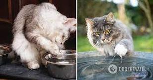Стаття Для чого кіт торкається води лапами перед тим, як пити: є чотири причини Ранкове місто. Крим