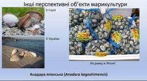 Стаття На Одещині планують запустити проєкт з розведення морських делікатесів (фото) Ранкове місто. Крим