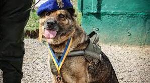 Стаття На Одещині нагородили гвардійців-кінологів та службову собаку Кіру (фото) Ранкове місто. Крим
