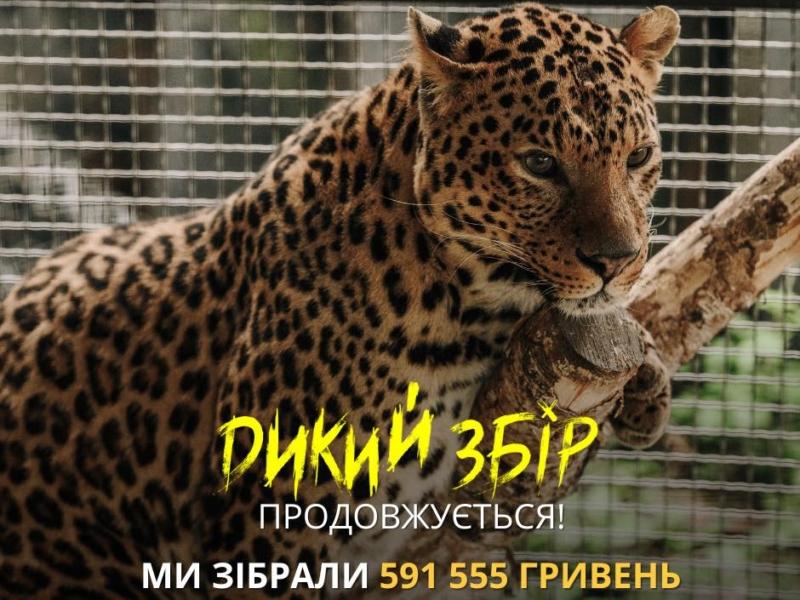 Стаття Триває “Дикий збір” на комплекс із 10 вольєрів для левів, тигрів, леопардів, які живуть у передмісті Ранкове місто. Крим