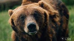 Стаття «Їх продали як смертників»: під Києвом реабілітують ведмедів, скалічених у звіринцях та цирках Ранкове місто. Крим