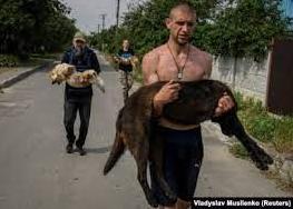 Стаття Затоплені та виснажені: волонтери рятують домашніх тварин після руйнування Каховської ГЕС Ранкове місто. Крим