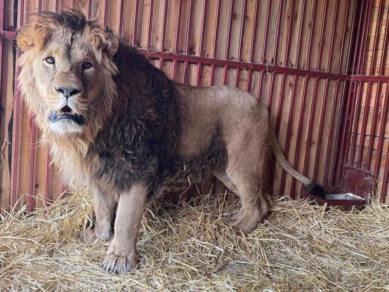 Стаття На Київщині рятують лева, якого евакуювали з-під обстрілів у важкому стані – не міг стояти чи ходити Ранкове місто. Крим