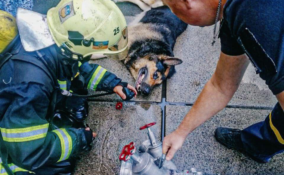 Стаття На Оболоні врятували собаку, який отруївся чадним газом Ранкове місто. Крим