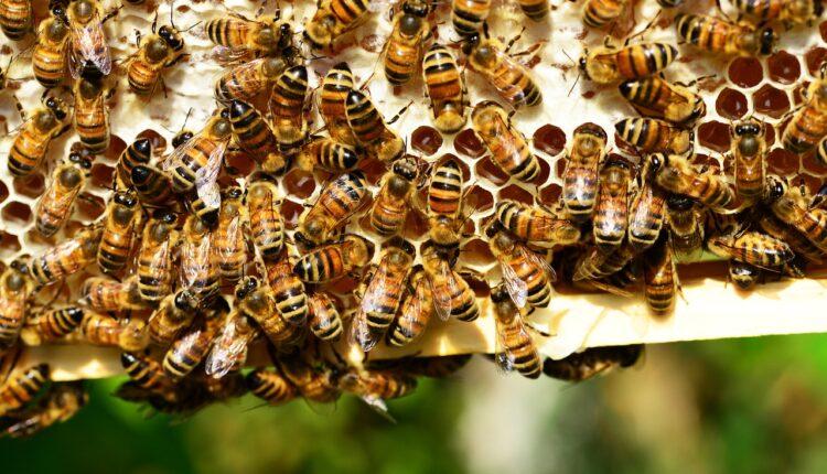 Стаття Ремесло Сватівських бджолярів визнали нематеріальною культурною спадщиною України Ранкове місто. Крим
