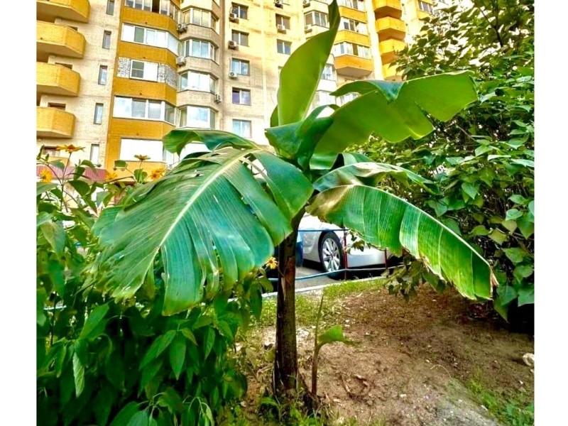 Стаття Тропіки серед бетонних джунглів: у Дарницькому районі біля висоток прижився банан Ранкове місто. Крим