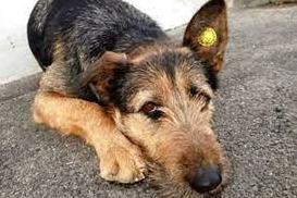Стаття За фактом отруєння собак у Тарутине відкрили кримінальне провадження Ранкове місто. Крим