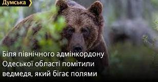 Стаття Біля північного адмінкордону Одеської області помітили ведмедя, який бігає полями Ранкове місто. Крим