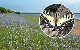 Стаття У парку «Тузловські лимани» показали величезних метеликів: розмах крил до 15 см (фото) Ранкове місто. Крим