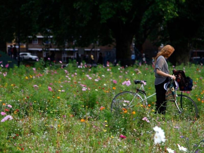 Стаття У парках Києва майже все літо не косять траву задля збереження довкілля – що відомо про новацію Ранкове місто. Крим