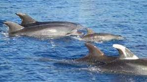 Стаття На пляжі поблизу Одеси помітили зграю дельфінів (відео) Ранкове місто. Крим