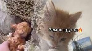 Стаття Херсонське кошеня «помстилося» окупантам за підрив Каховської ГЕС. ВІДЕО Ранкове місто. Крим