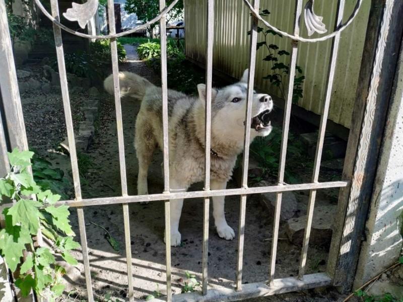 Стаття Собаку треба врятувати: дачниця з Русанівських садів залишила пса у клітці та виїхала закордон! Ранкове місто. Крим