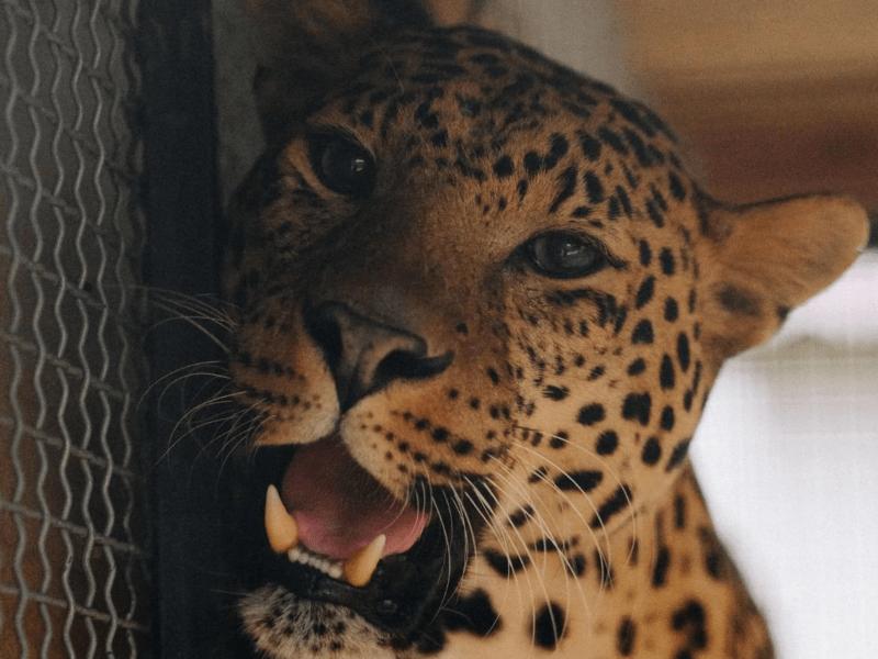 Стаття Леопард Брейв з Центру порятунку диких тварин шукає віртуального друга-опікуна (фото) Ранкове місто. Крим