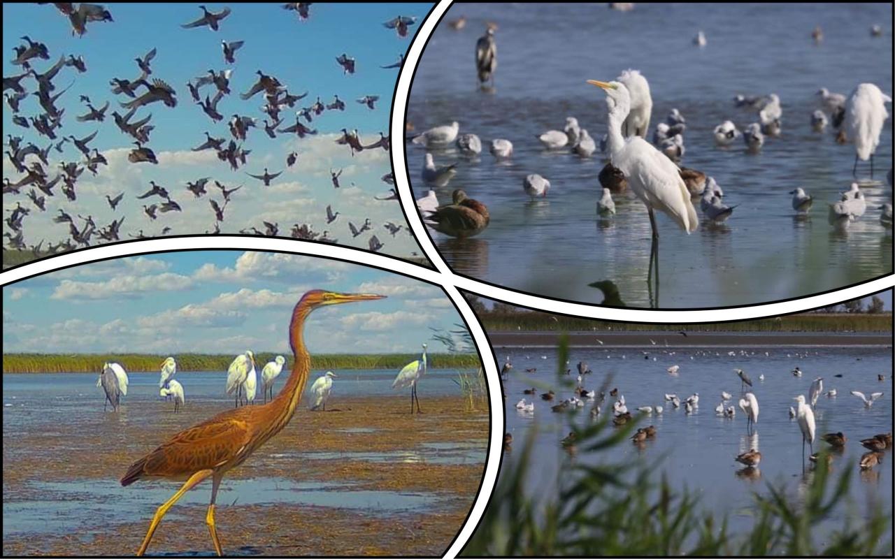 Стаття У Тузлівських лиманах почалася активна міграція птахів (фото) Ранкове місто. Крим
