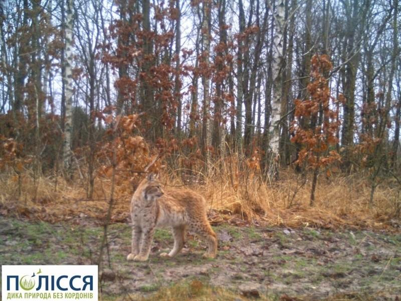 Стаття У Чорнобилі з’явилася тварина, яку екологи не фіксували від минулого століття Ранкове місто. Крим