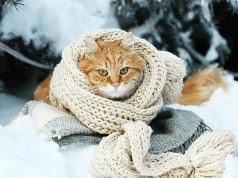 Стаття У Києві вхурделило, бережіть улюбленців: за якої температури замерзає кіт Ранкове місто. Крим