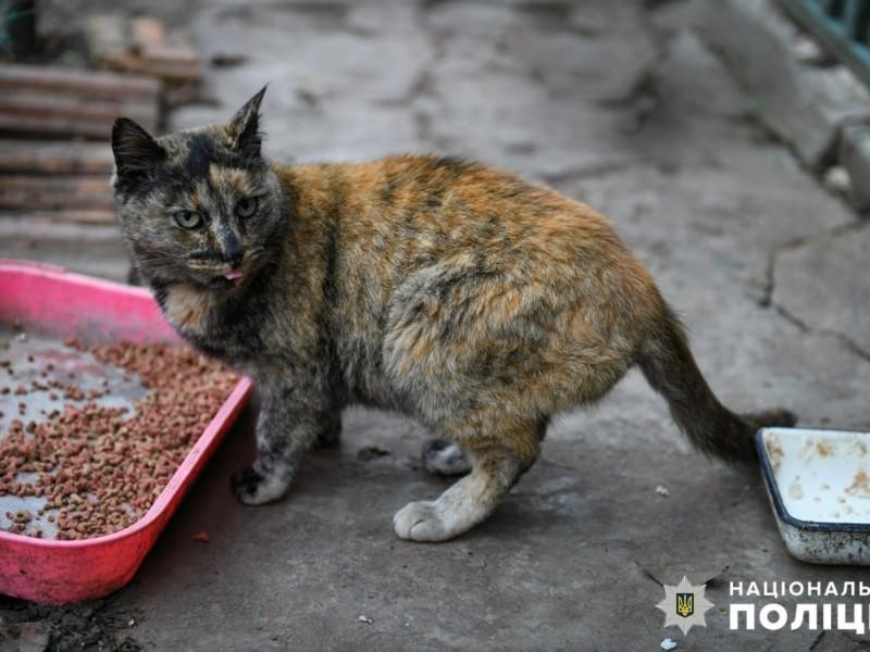 Стаття Дівчина з Броварів надіслала понад 60 кг корму для 50 котів та 18 собак в Оріхові Ранкове місто. Крим