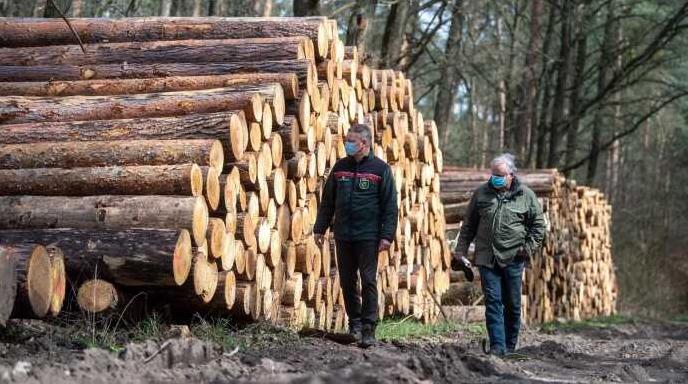 Стаття У Рівненській області звільнили всіх керівників лісгоспів Ранкове місто. Крим