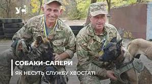 Стаття «Чотирилапі захисники»: як в Одесі готують собак-саперів до роботи на передовій (фото, відео) Ранкове місто. Крим