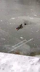 Стаття Житомирянин кинувся у крижану воду, щоб врятувати собаку, яка провалилася в ополонку. ВIДЕО Ранкове місто. Крим