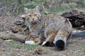 Стаття У лісах Вінниччини збільшилася кількість кота лісового. Що відомо про цю рідкісну тварину? Ранкове місто. Крим