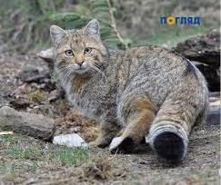 Стаття Під Києвом врятували червонокнижного кота Ранкове місто. Крим