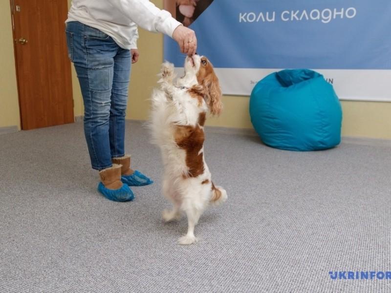 Стаття Терапія за допомогою собак: у столиці запрацював перший центр каністерапії Ранкове місто. Крим