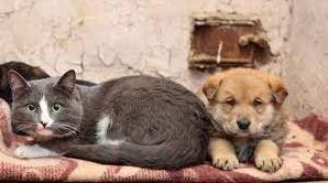 Стаття В Україні дозволили брати домашніх тварин в укриття: стару норму скасовано Ранкове місто. Крим