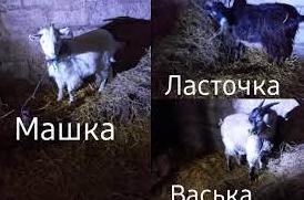 Стаття Цінне кожне життя! Одесити врятували родину кіз: тварини влаштовані до притулку (фото, відео) Ранкове місто. Крим