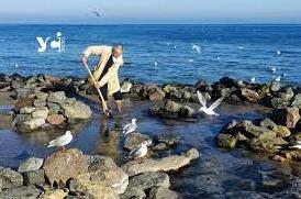 Стаття Острівці, годівниці та кам’яний сад: одеський пенсіонер продовжує будувати пляж для птахів (фото) Ранкове місто. Крим
