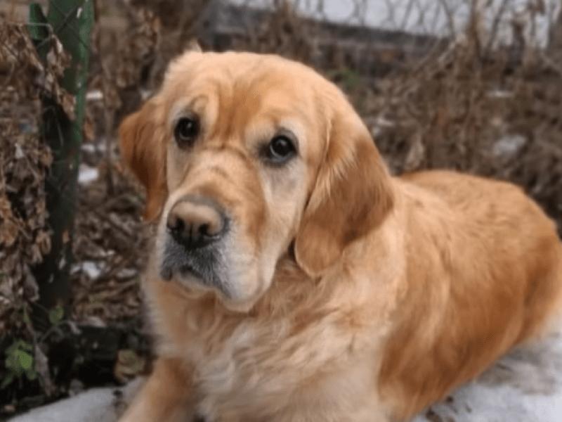 Стаття На Київщині найшлася собака-поводир Плюша, яку шукали два роки Ранкове місто. Крим