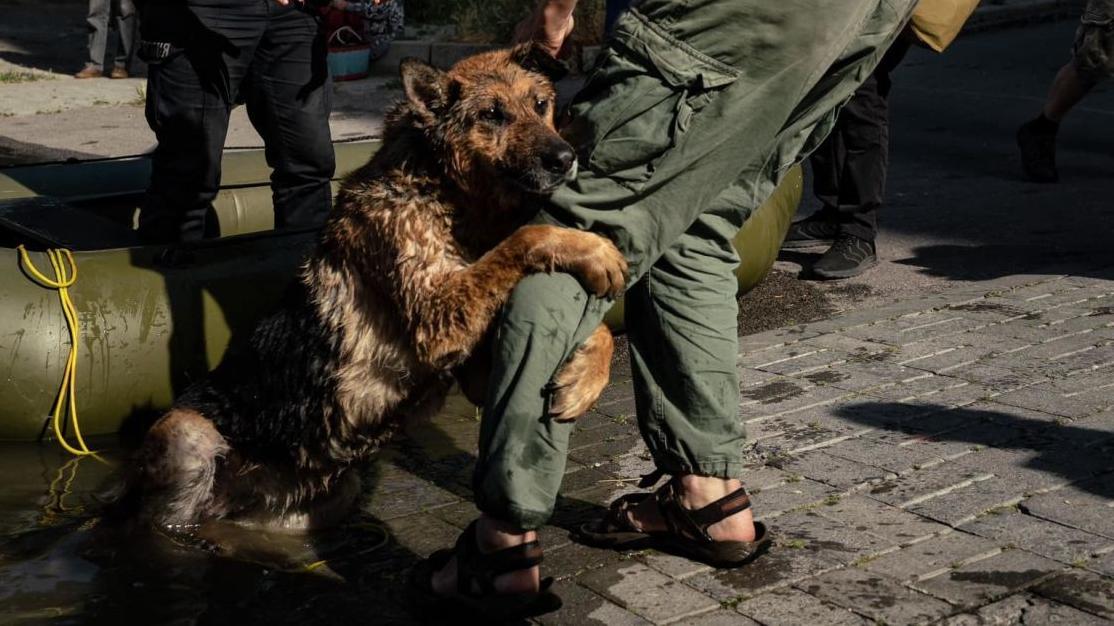 Стаття Собака Багира, яка пережила трагедію на Каховській ГЕС, знайшла нових власників Ранкове місто. Крим