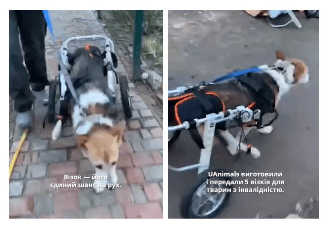 Стаття У притулок на Київщині купили візки для собак з інвалідністю Ранкове місто. Крим