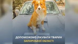 Стаття UAnimals запускає проєкт допомоги тваринам Запорізької області Ранкове місто. Крим