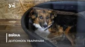 Стаття Притулок «Мішаня»: як в Херсоні рятують покинутих та поранених тварин (фото) Ранкове місто. Крим