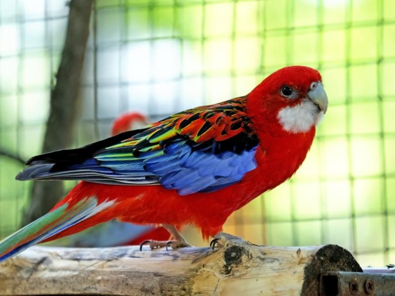 Стаття У Київському зоопарку відкрили новий авіарій — домівку для врятованих птахів. ФОТО Ранкове місто. Крим