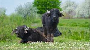 Стаття На дунайському острові оселилися ще 6 водяних буйволиць яких привезли із Закарпаття (фото, відео) Ранкове місто. Крим