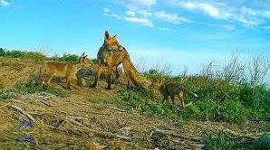 Стаття Весна: еколог показав молодих лисиць i борсуків та розповів про їхню «дружбу» у нацпарку на Одещині Ранкове місто. Крим
