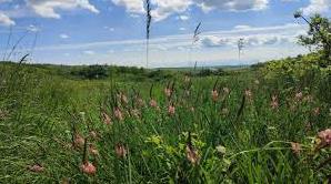 Стаття На Одещині продовжується відновлення Тарутинського степу: степовим різнотрав’ям засіють 250 гектарів Ранкове місто. Крим