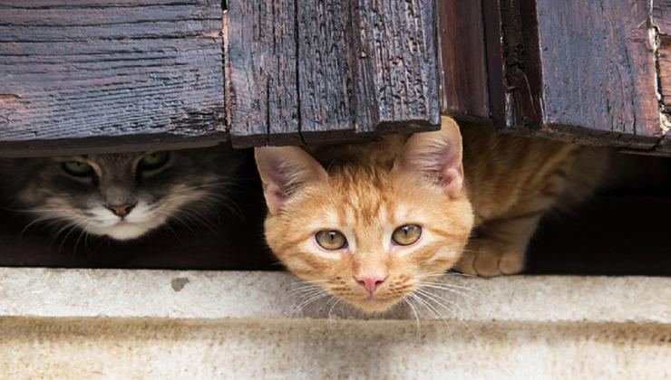 Стаття Чим відрізняється характер кота від кішки, пояснили експерти Ранкове місто. Крим