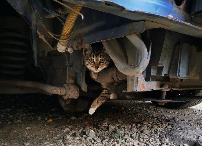 Стаття Перед поїздкою перевірте авто: під капотом може сховатися котик! Ранкове місто. Крим