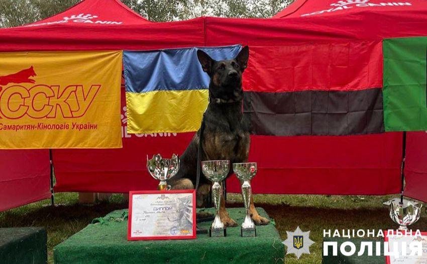 Стаття Столичний пес Базз тепер кращий собака з пошуку вибухівки Ранкове місто. Крим