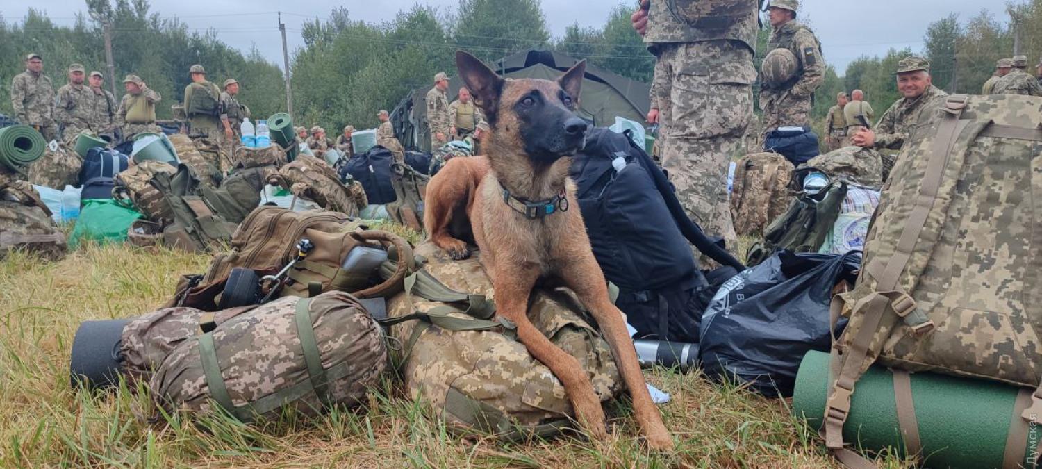 Стаття Справжня дружба: одесит пішов служити на фронт разом зі своїм собакою Ранкове місто. Крим