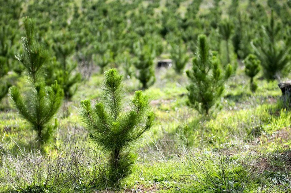 Стаття До кінця 2024 року в Одеській та Миколаївській областях з’явиться 4,7 тисячі гектарів нових лісів Ранкове місто. Крим